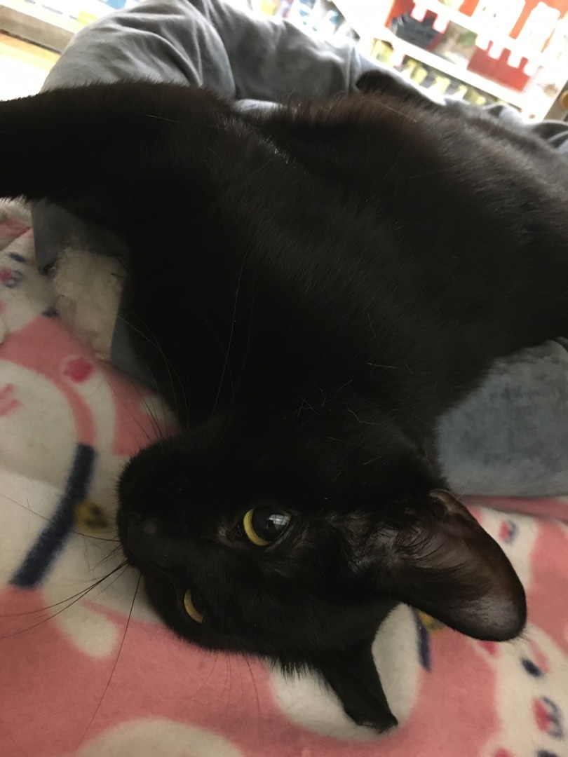 Enlarge Daisy Ann, a Adoptable Domestic Short Hair in Tustin, CA image 11/13