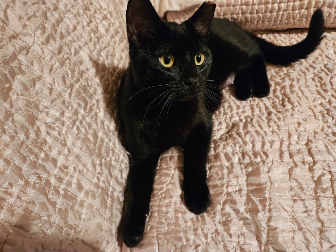 Enlarge Daisy Ann, a Adoptable Domestic Short Hair in Tustin, CA image 12/13