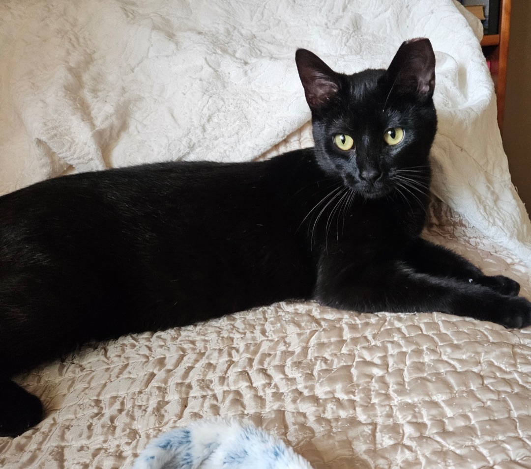 Enlarge Daisy Ann, a Adoptable Domestic Short Hair in Tustin, CA image 13/13