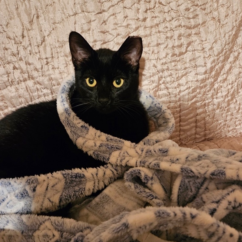 Enlarge Daisy Ann, a Adoptable Domestic Short Hair in Tustin, CA image 9/13