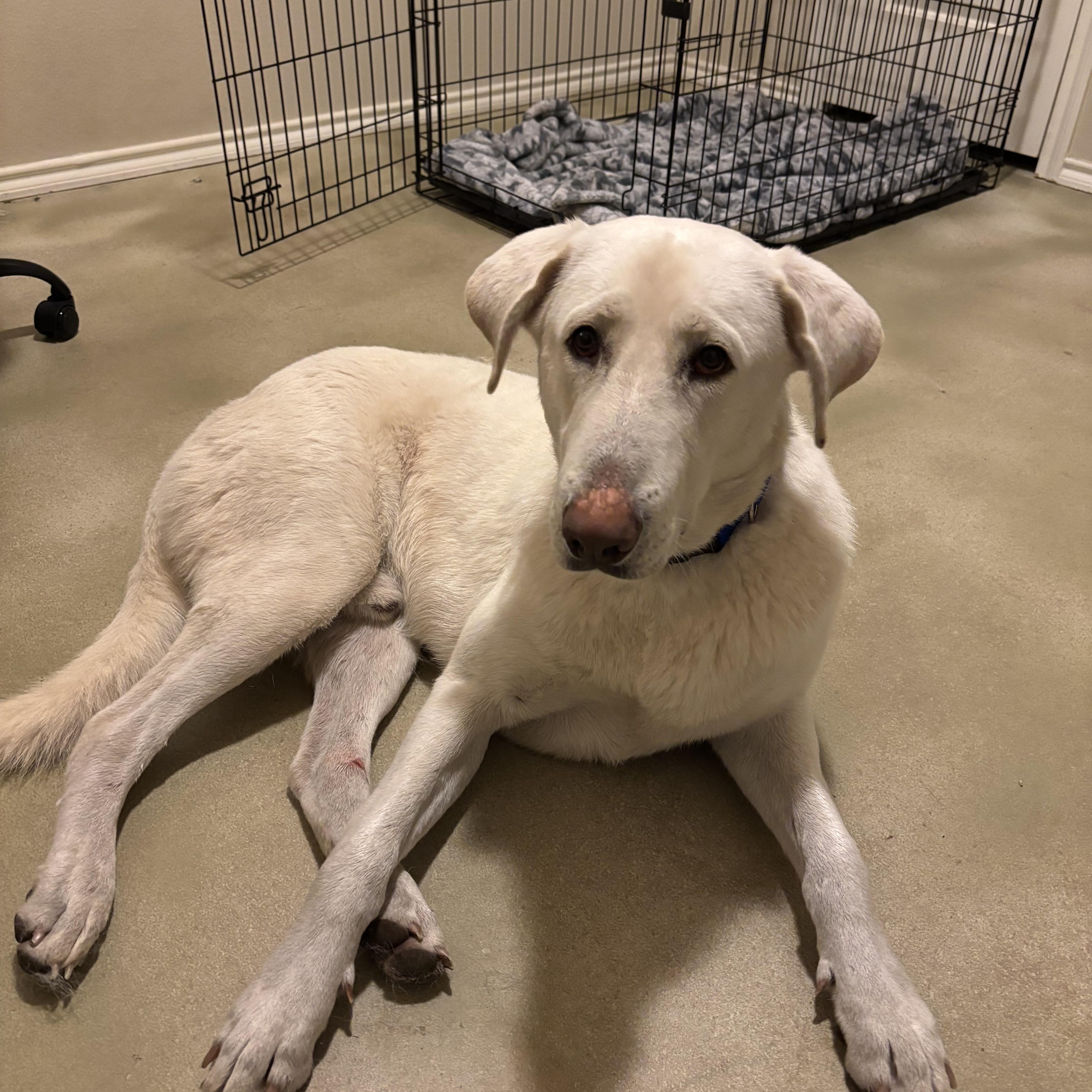 Enlarge Milo, a Adoptable mixed breed in Darien, IL image 4/6