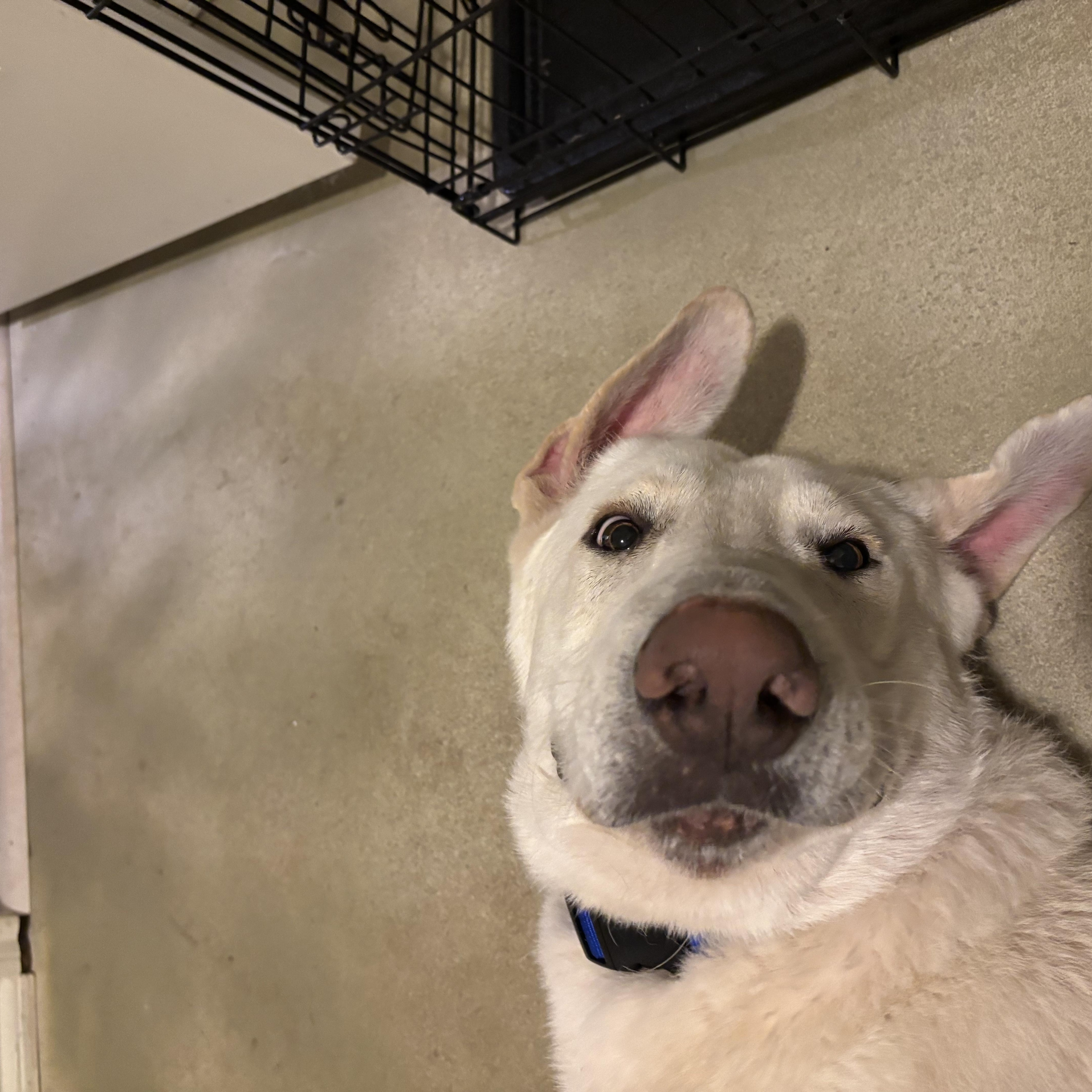 Enlarge Milo, a Adoptable mixed breed in Darien, IL image 5/6