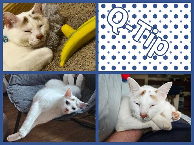 Q-TIP, Adoptable, Adult Male Domestic Short Hair.