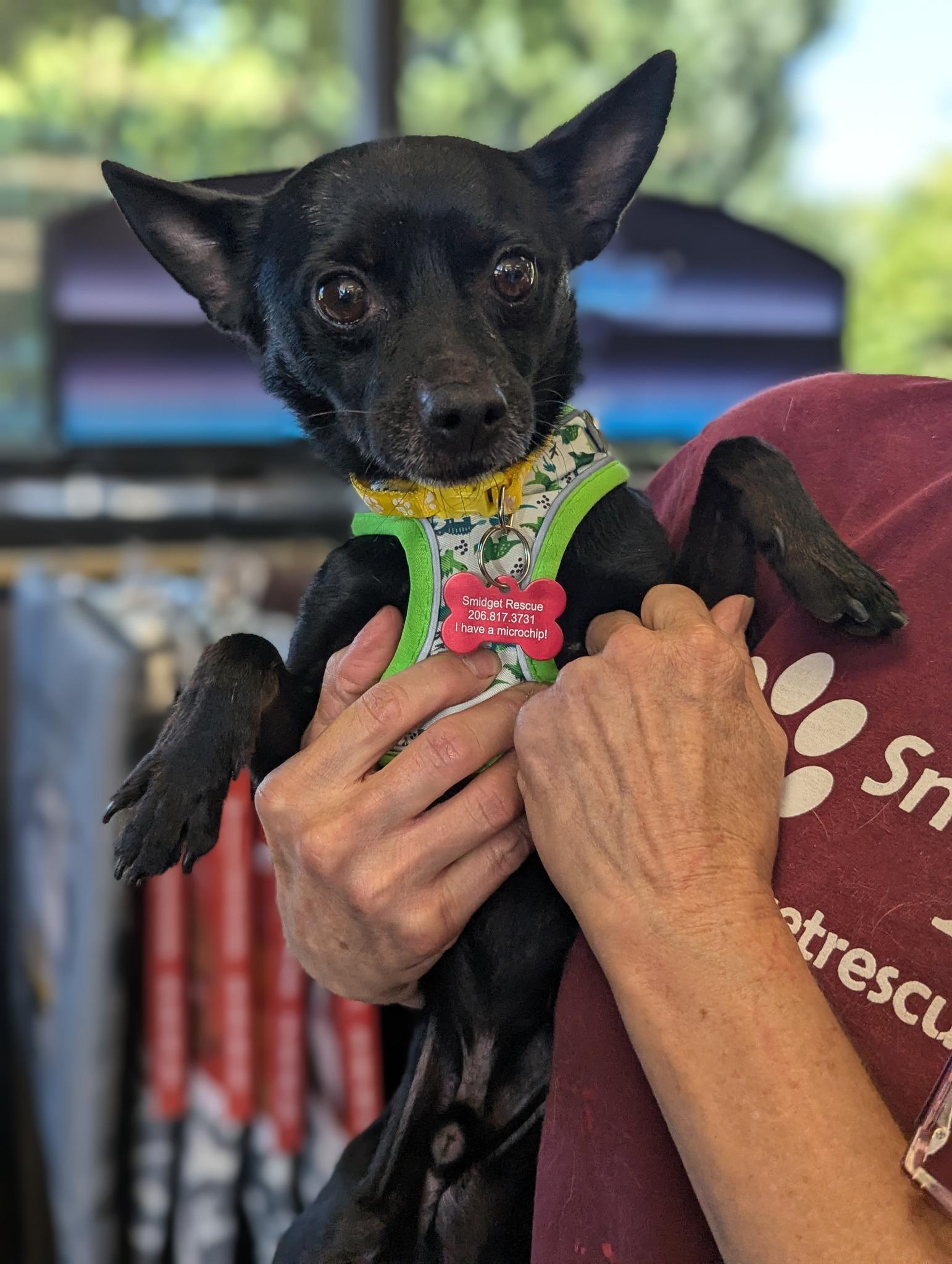 Enlarge Harley, a Adoptable Chihuahua in Covington, WA image 5/5