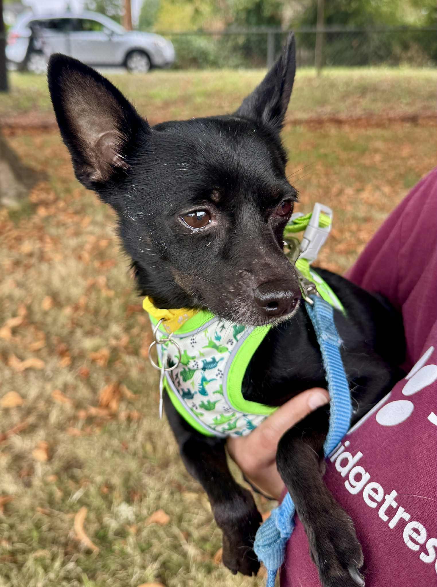 Enlarge Harley, a Adoptable Chihuahua in Covington, WA image 4/5