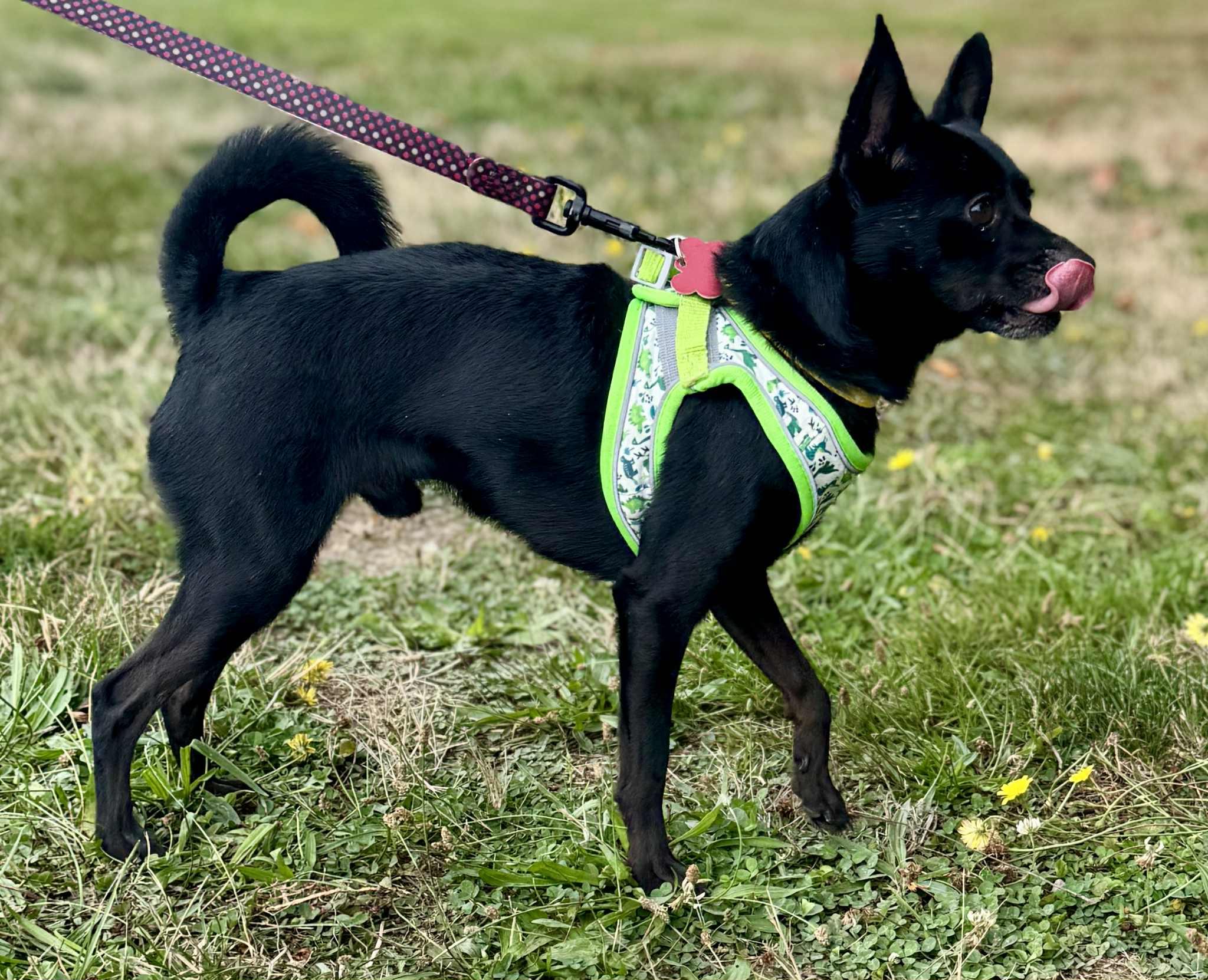 Enlarge Harley, a Adoptable Chihuahua in Covington, WA image 3/5
