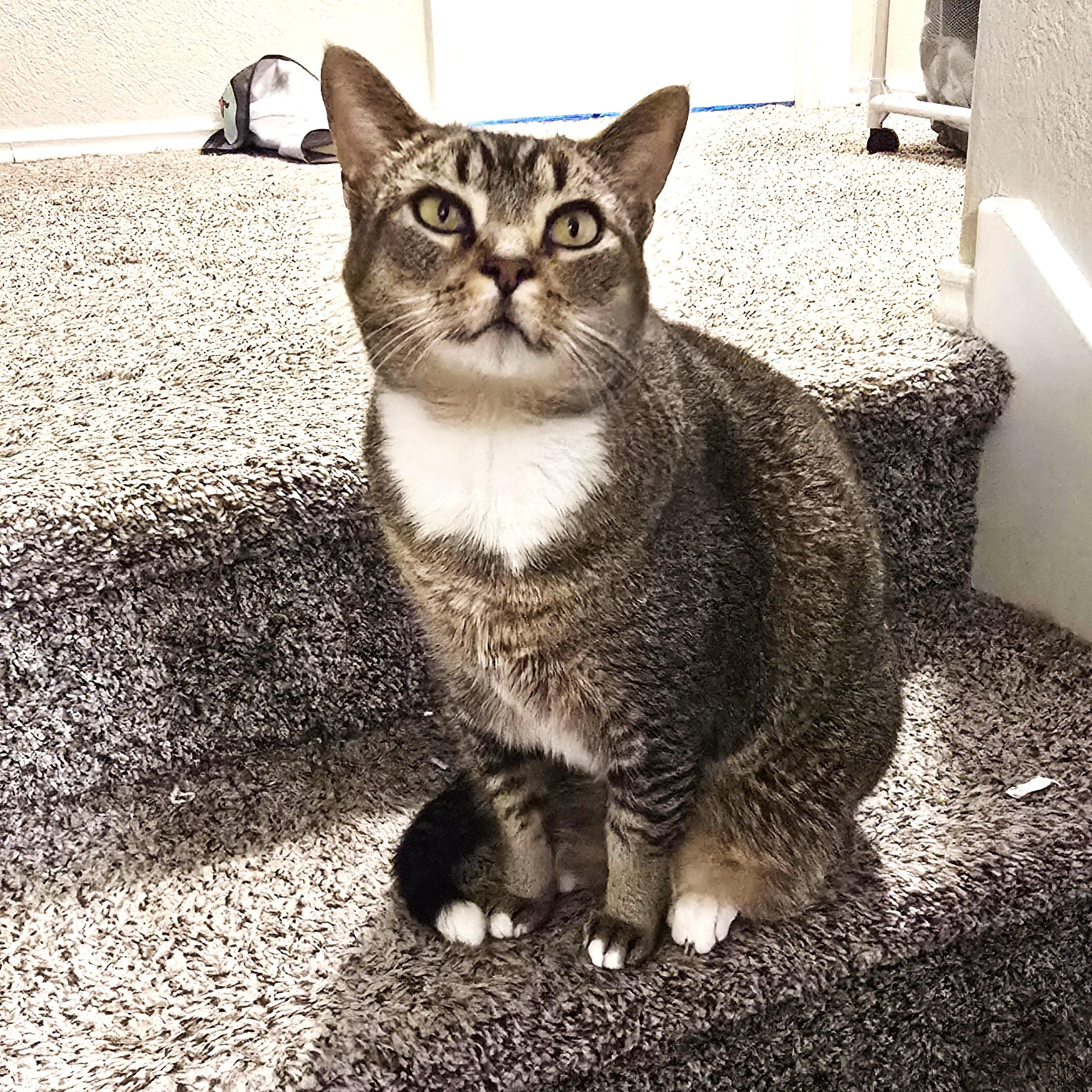 Enlarge Pepper BD, a ADOPTABLE American Shorthair in Schertz, TX image 1/3