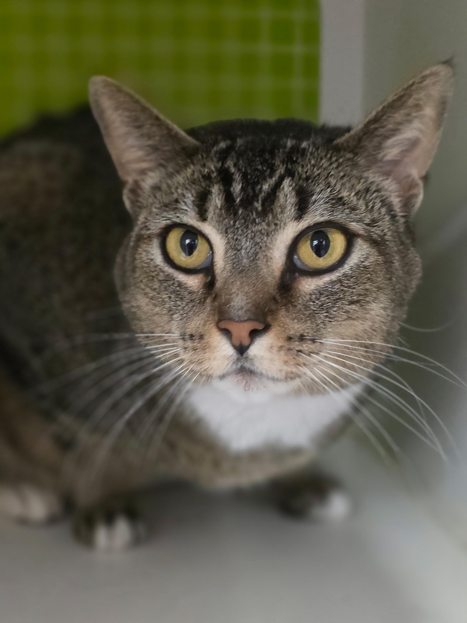 Enlarge Pepper BD, a ADOPTABLE American Shorthair in Schertz, TX image 3/3