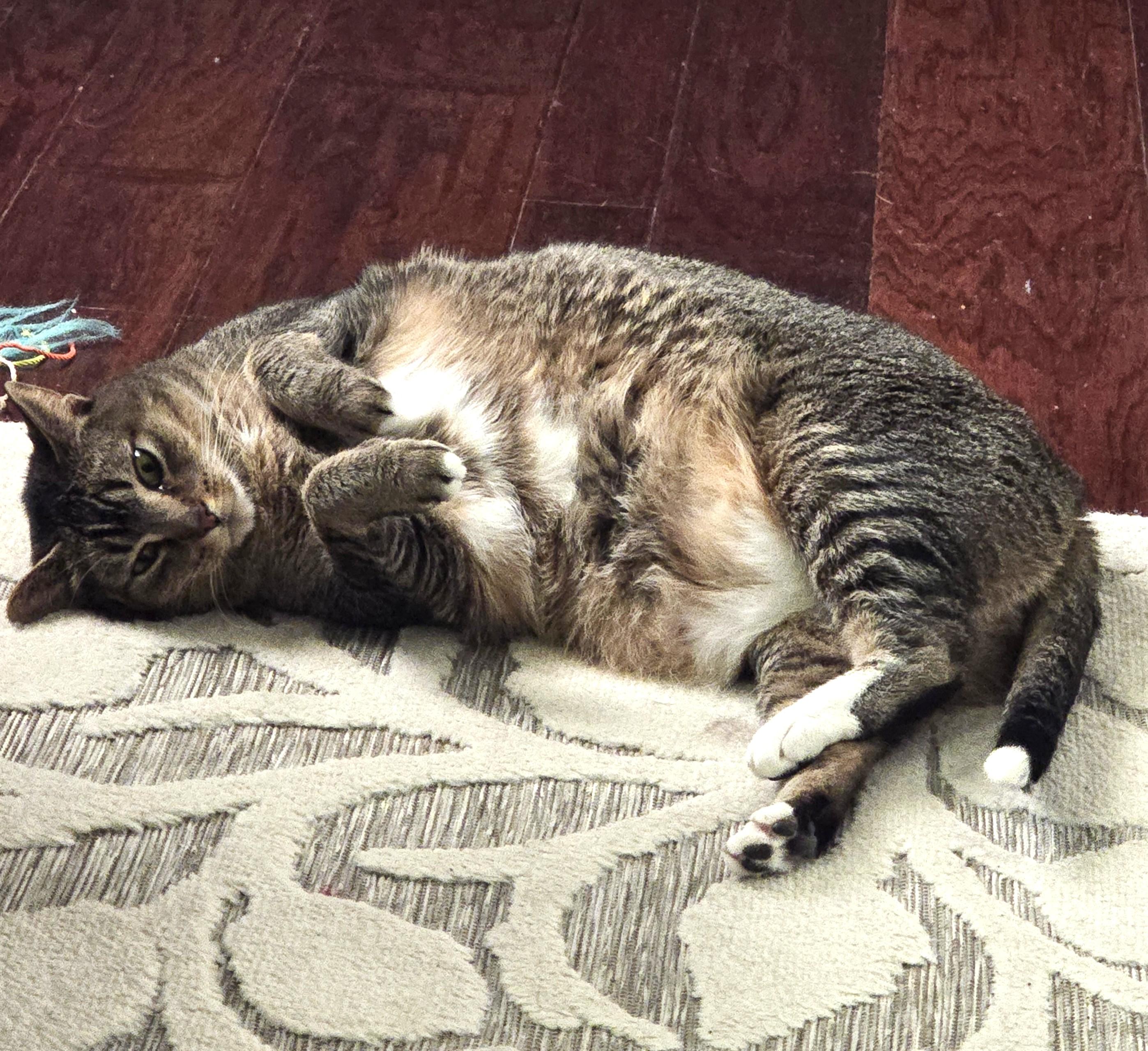 Enlarge Pepper BD, a ADOPTABLE American Shorthair in Schertz, TX image 2/3