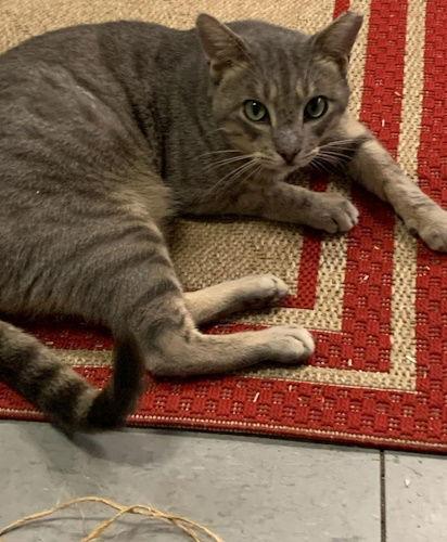 Cayden - Petsmart Plantation Foster Home, a Adoptable Domestic Short Hair in Oakland Park, FL image 2/3