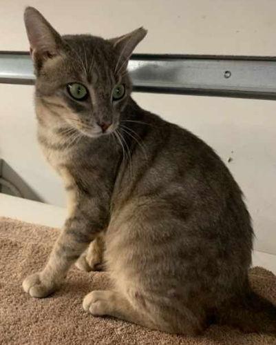 Cayden - Petsmart Plantation Foster Home, a Adoptable Domestic Short Hair in Oakland Park, FL image 3/3