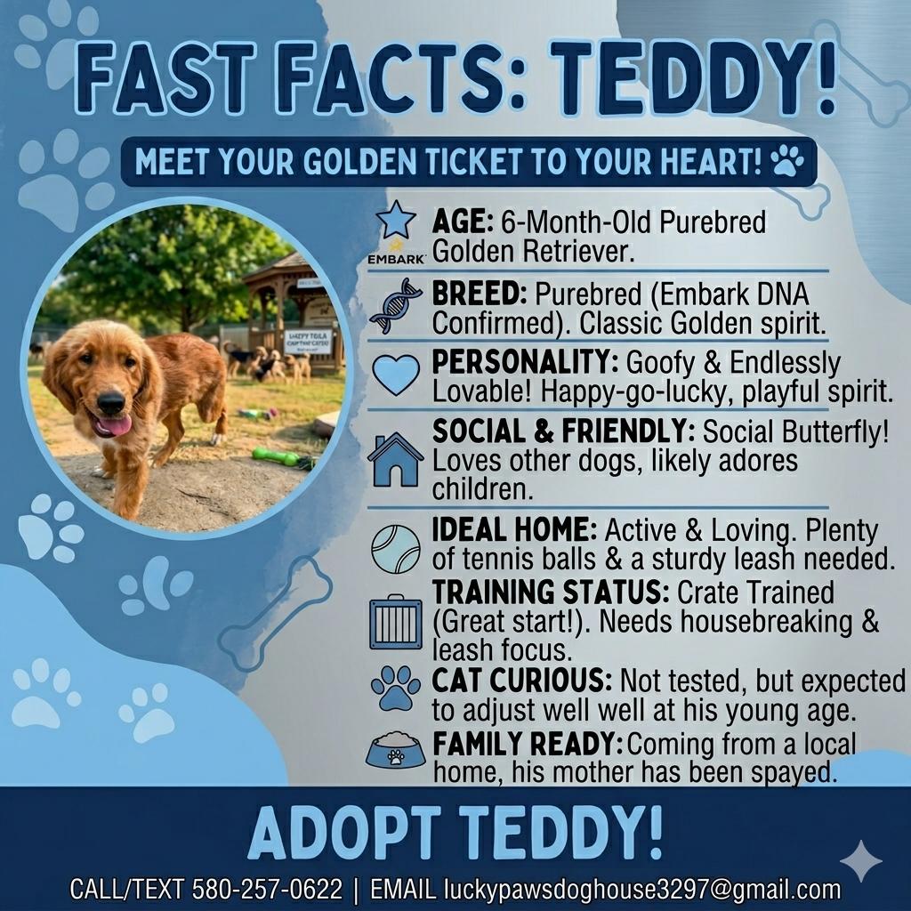 Enlarge Teddy, an adopted Golden Retriever in Great Falls, VA image 2/5