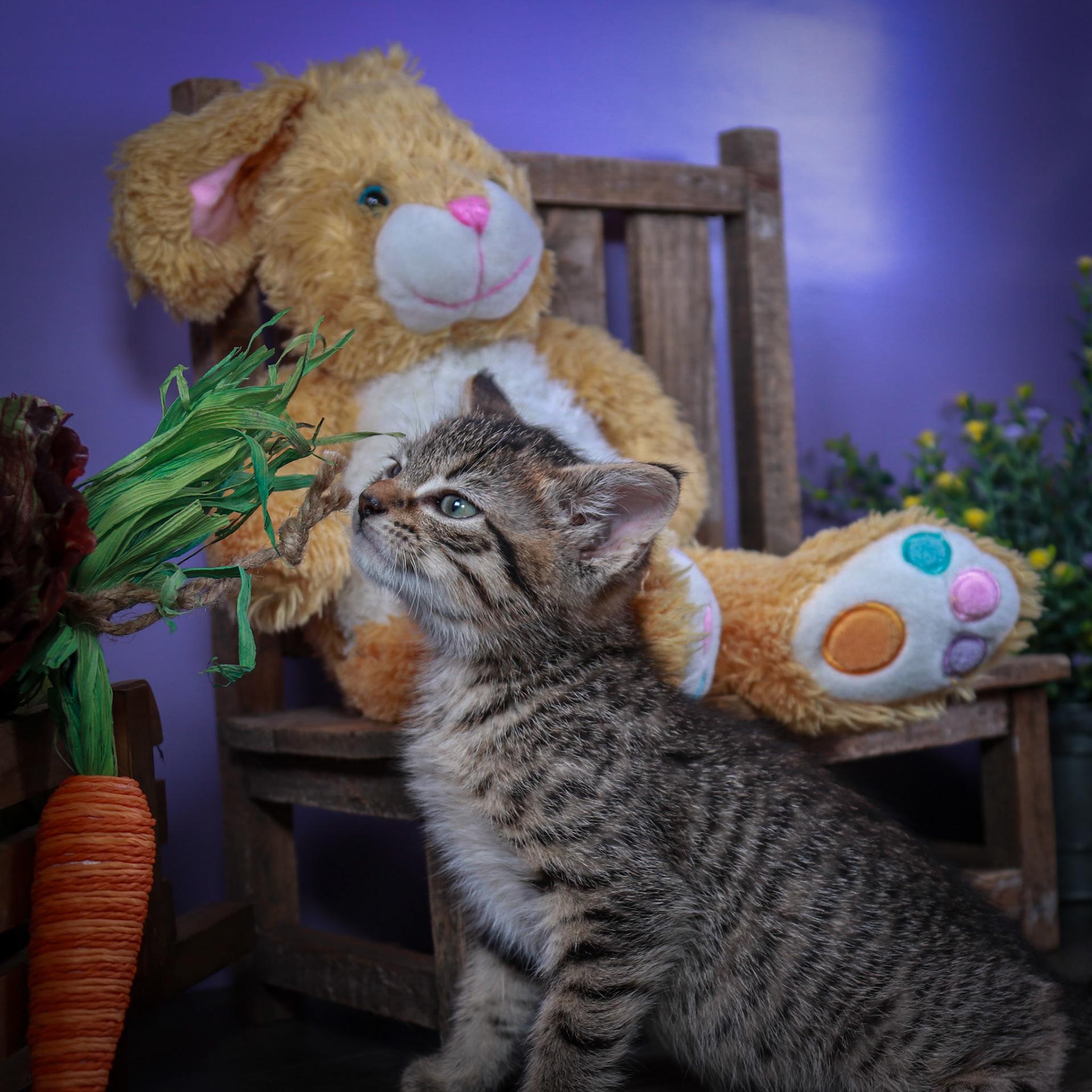 Pebbles photo 3