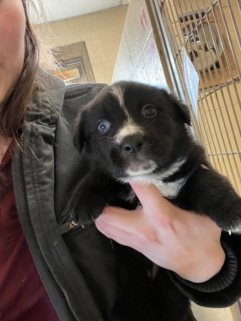 Enlarge Carmello, a Adoptable Collie in Benton, AR image 1/1