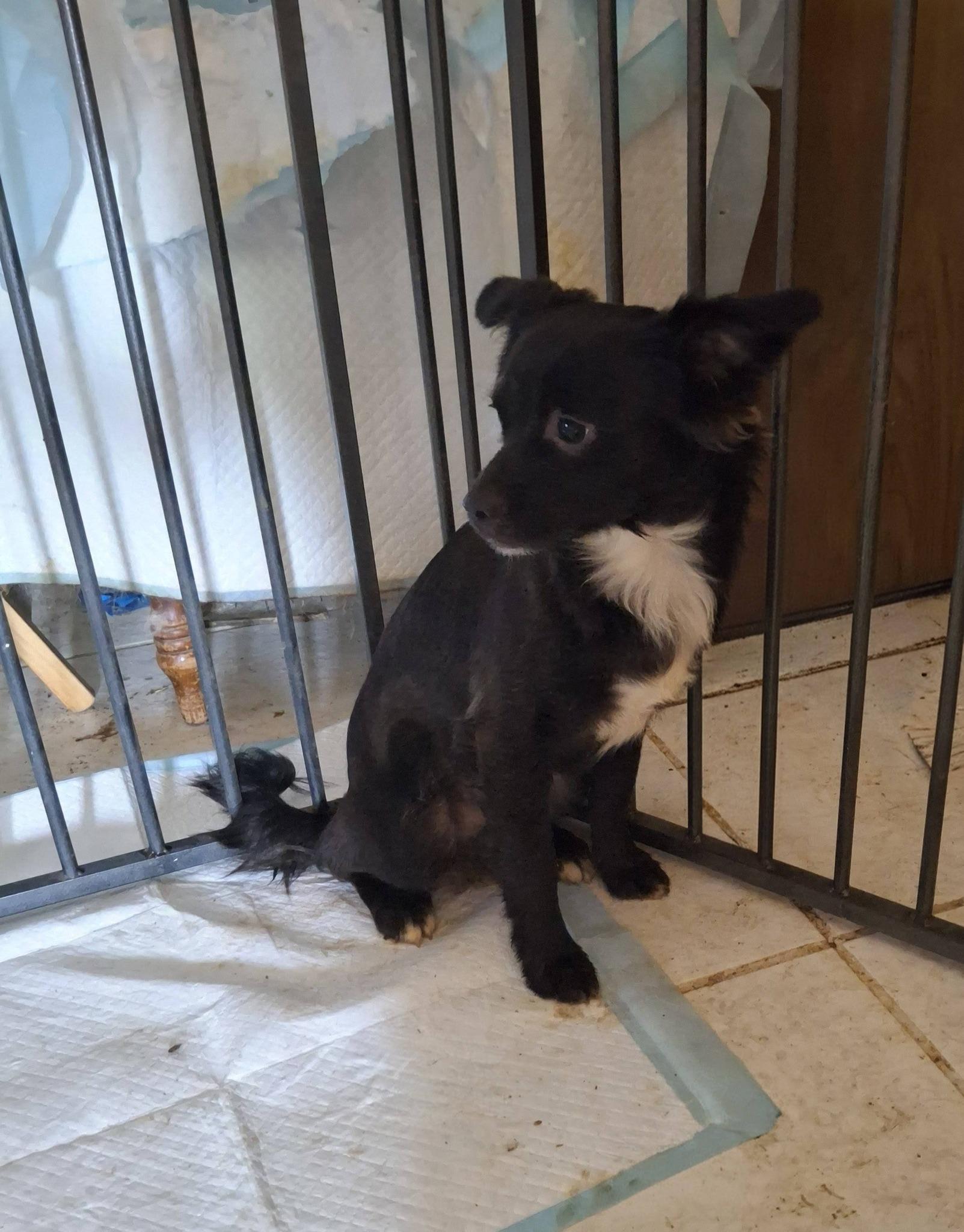 Maverick, a ADOPTABLE mixed breed in Cottonwood, CA image 3/5