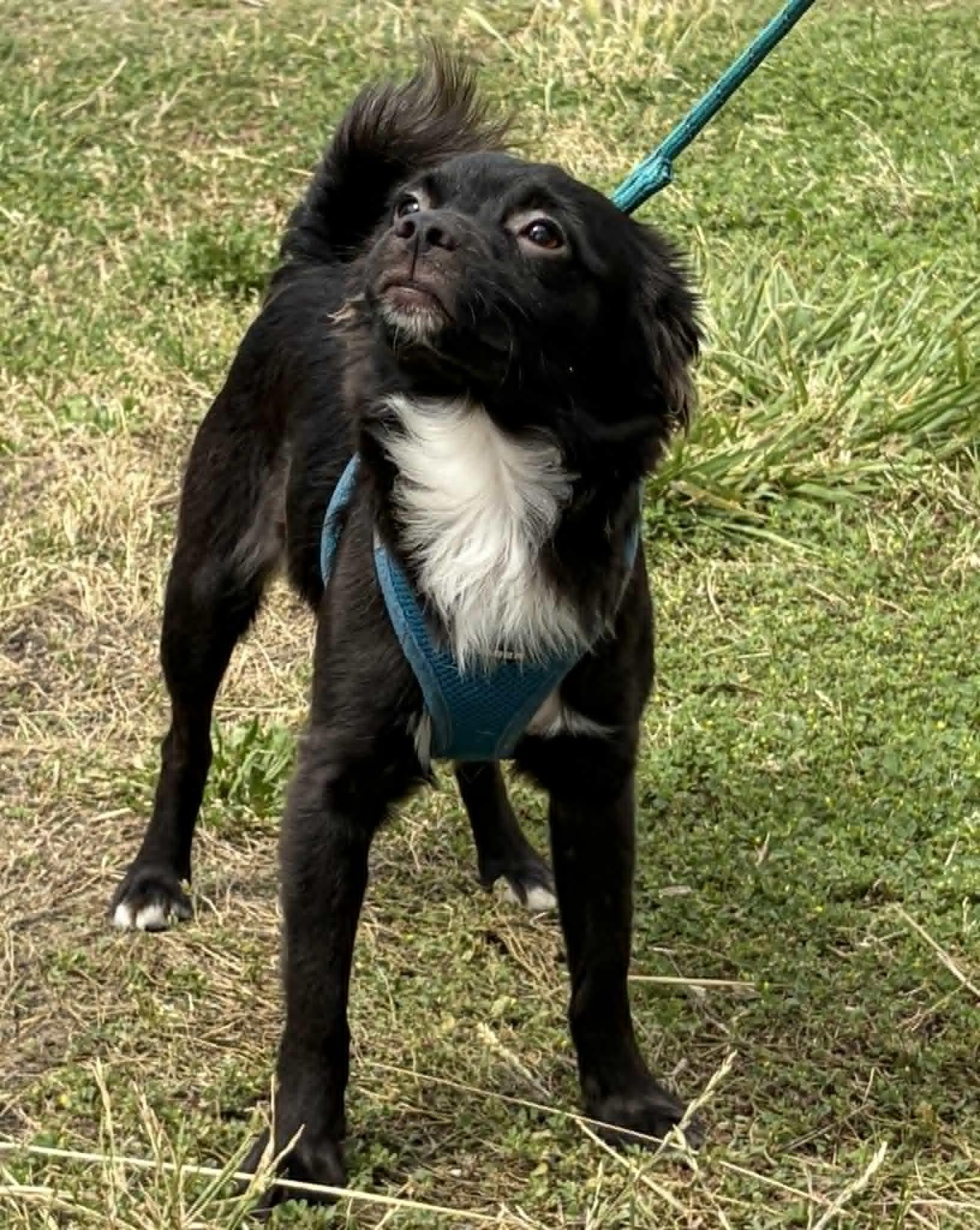 Maverick, ADOPTABLE, Puppy Male Shetland Sheepdog / Sheltie.