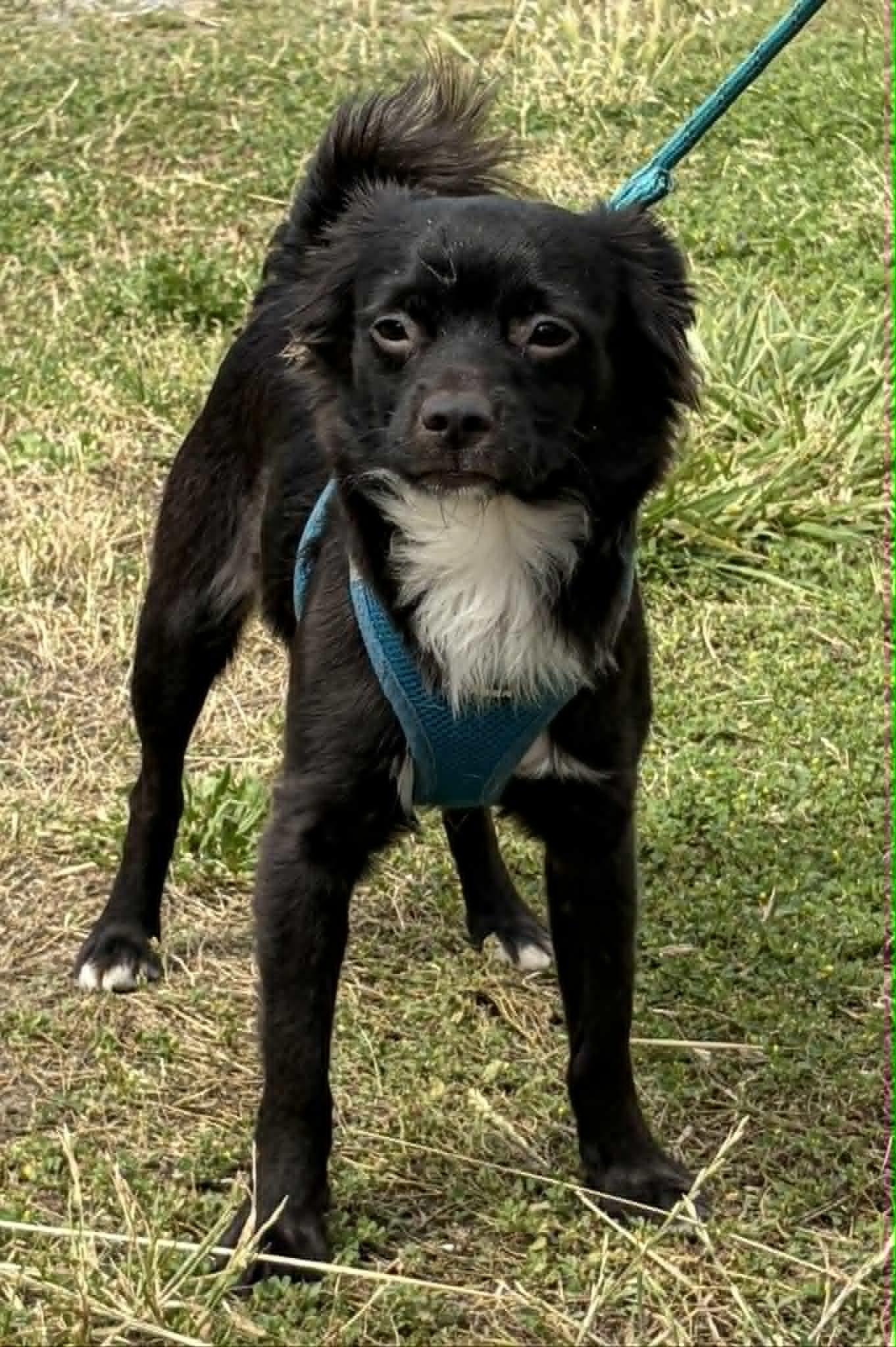 Maverick, a ADOPTABLE mixed breed in Cottonwood, CA image 2/5