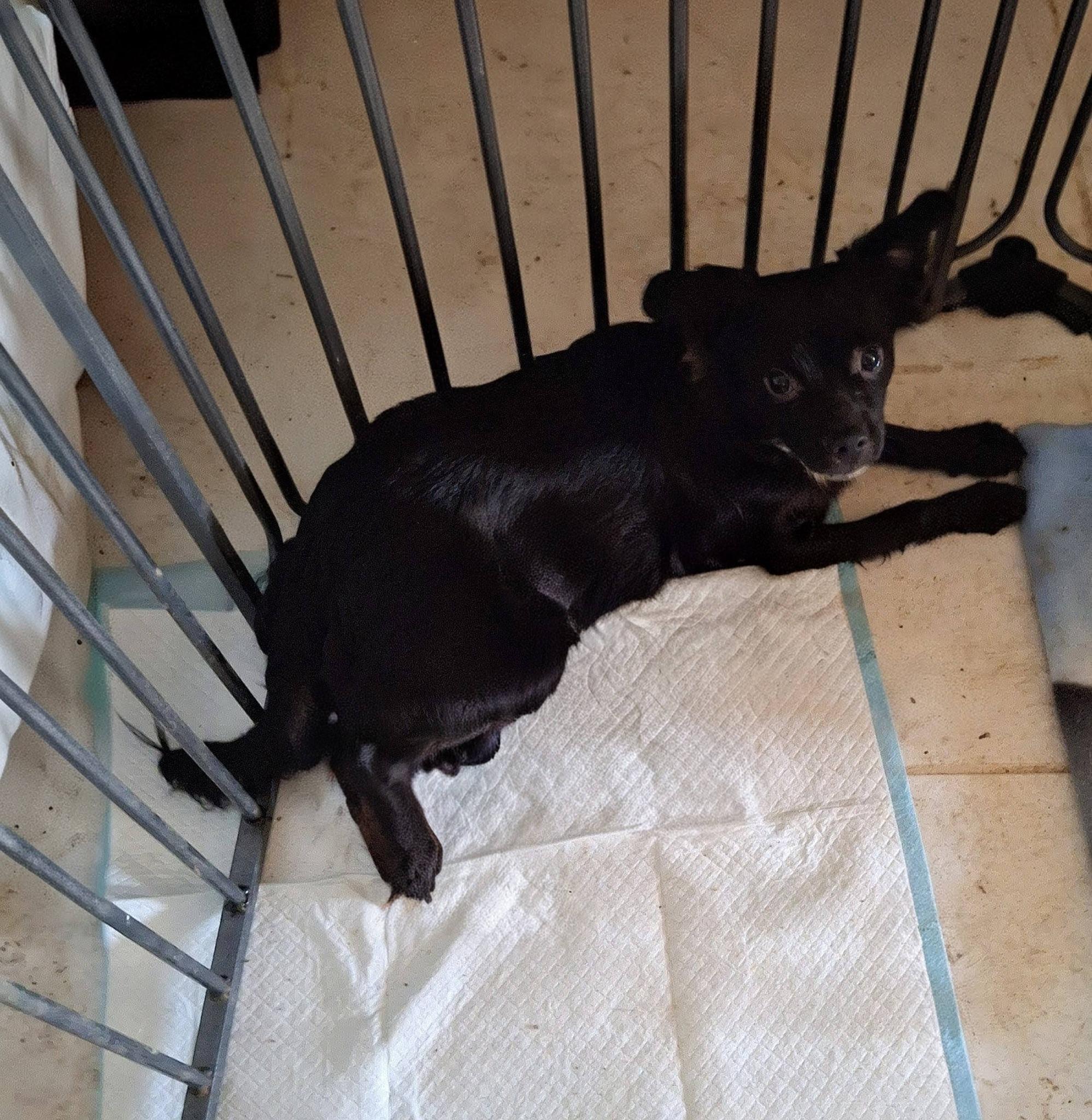 Maverick, a ADOPTABLE mixed breed in Cottonwood, CA image 4/5