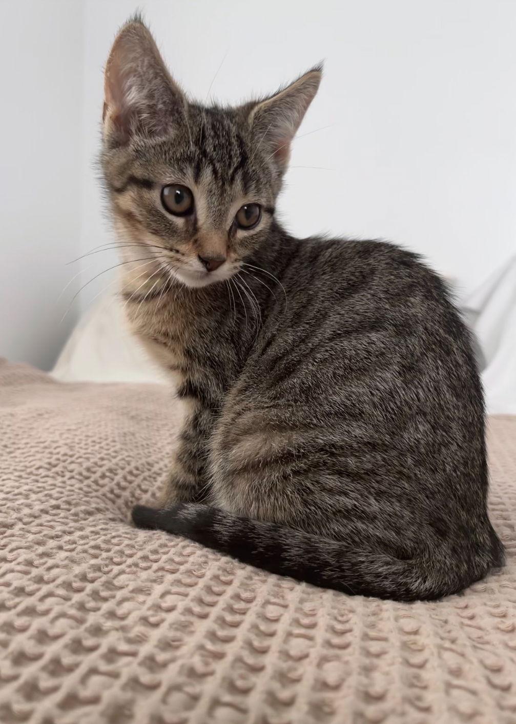 Enlarge Sylvester, a Adopted Domestic Short Hair in Trexlertown, PA image 3/3