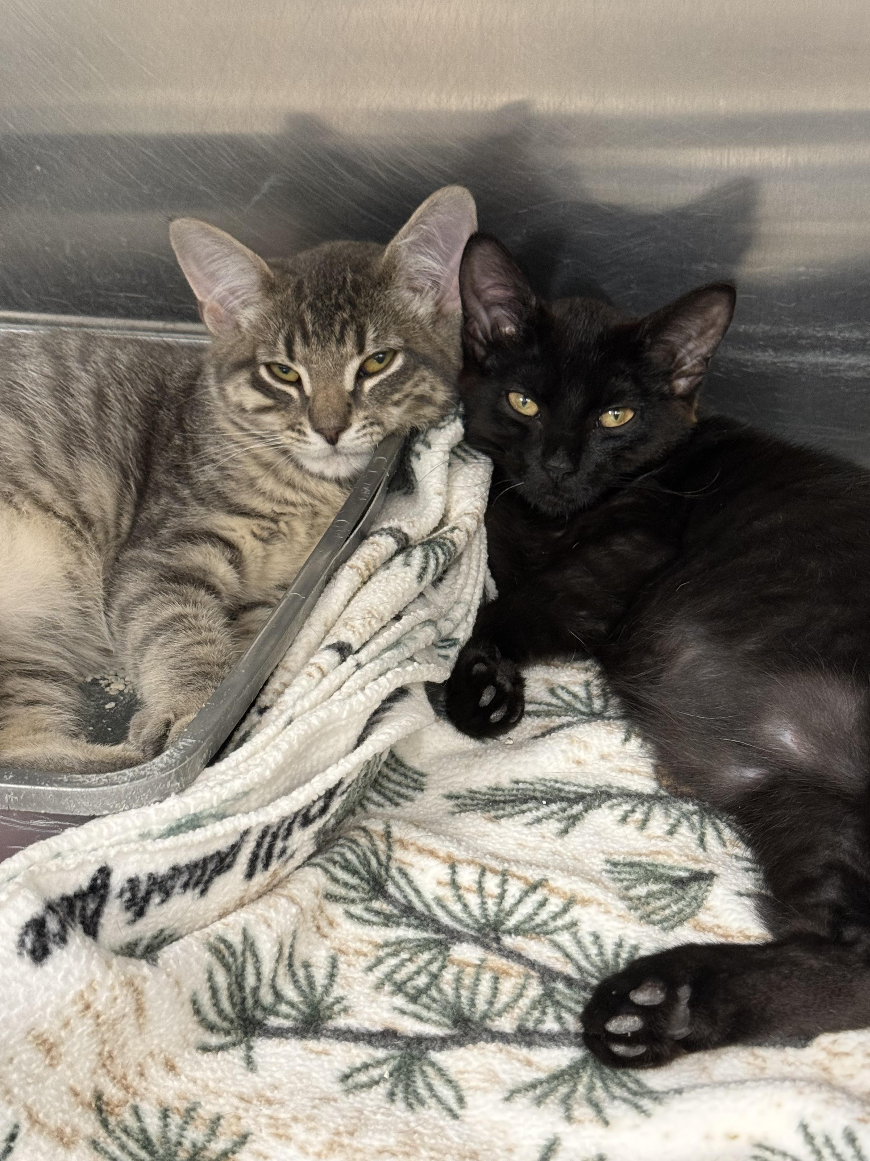 Jack, a ADOPTABLE Domestic Short Hair in Exeter, RI image 2/2