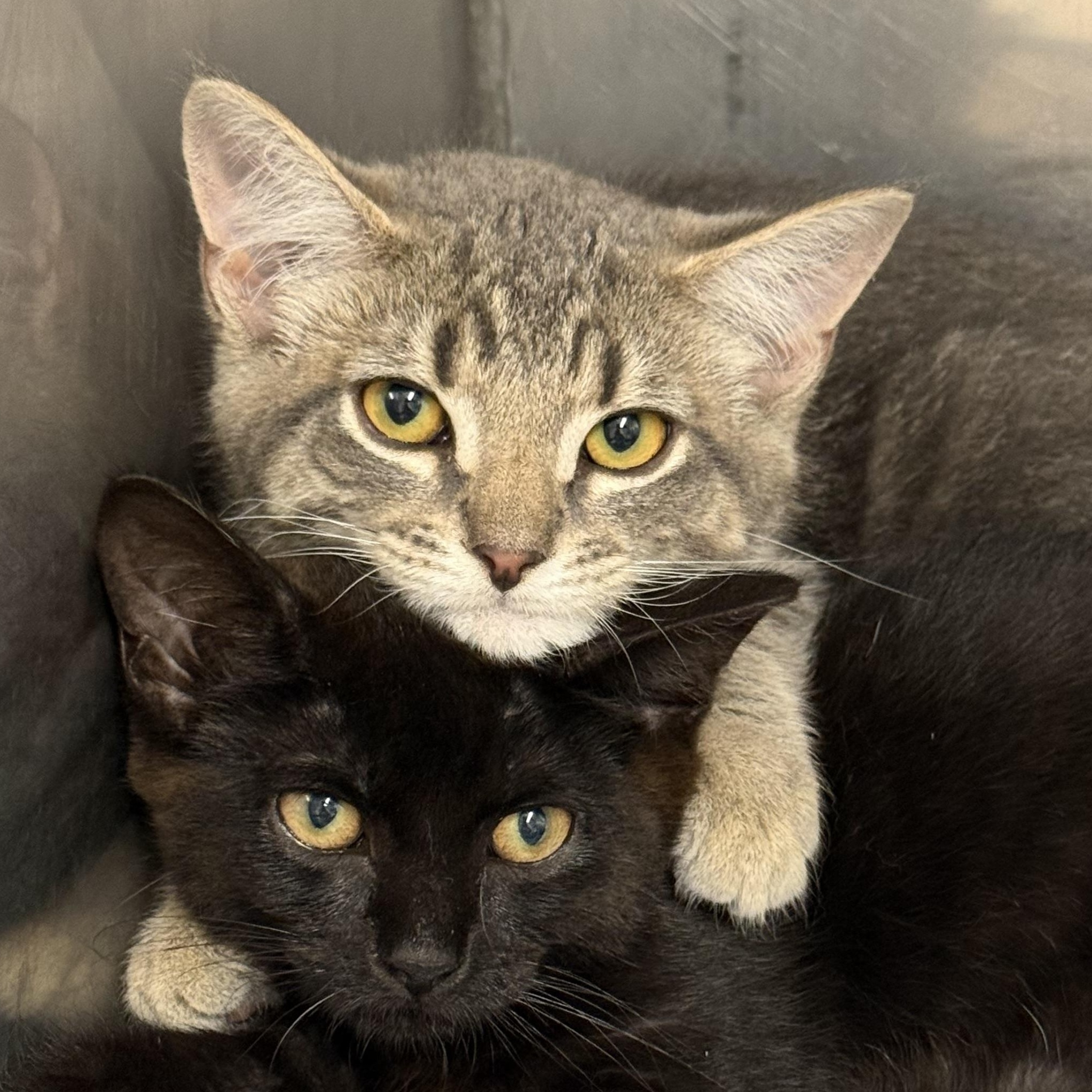 Jack, ADOPTABLE, Kitten Male Domestic Short Hair.
