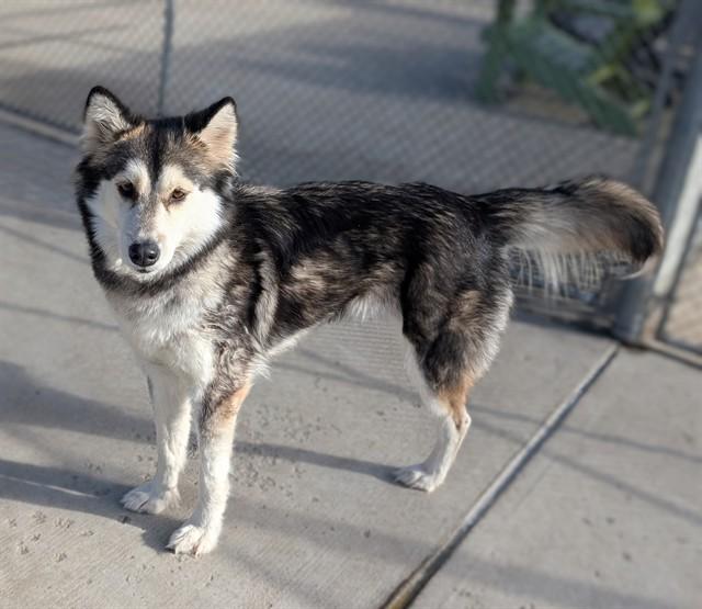 Enlarge SAINT NIBBLES, a Adoptable Siberian Husky in Denver, CO image 1/1