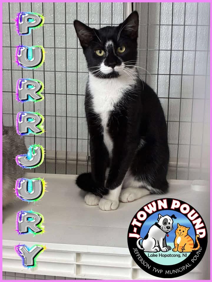 Purrjury, ADOPTABLE, Kitten Female Domestic Short Hair.