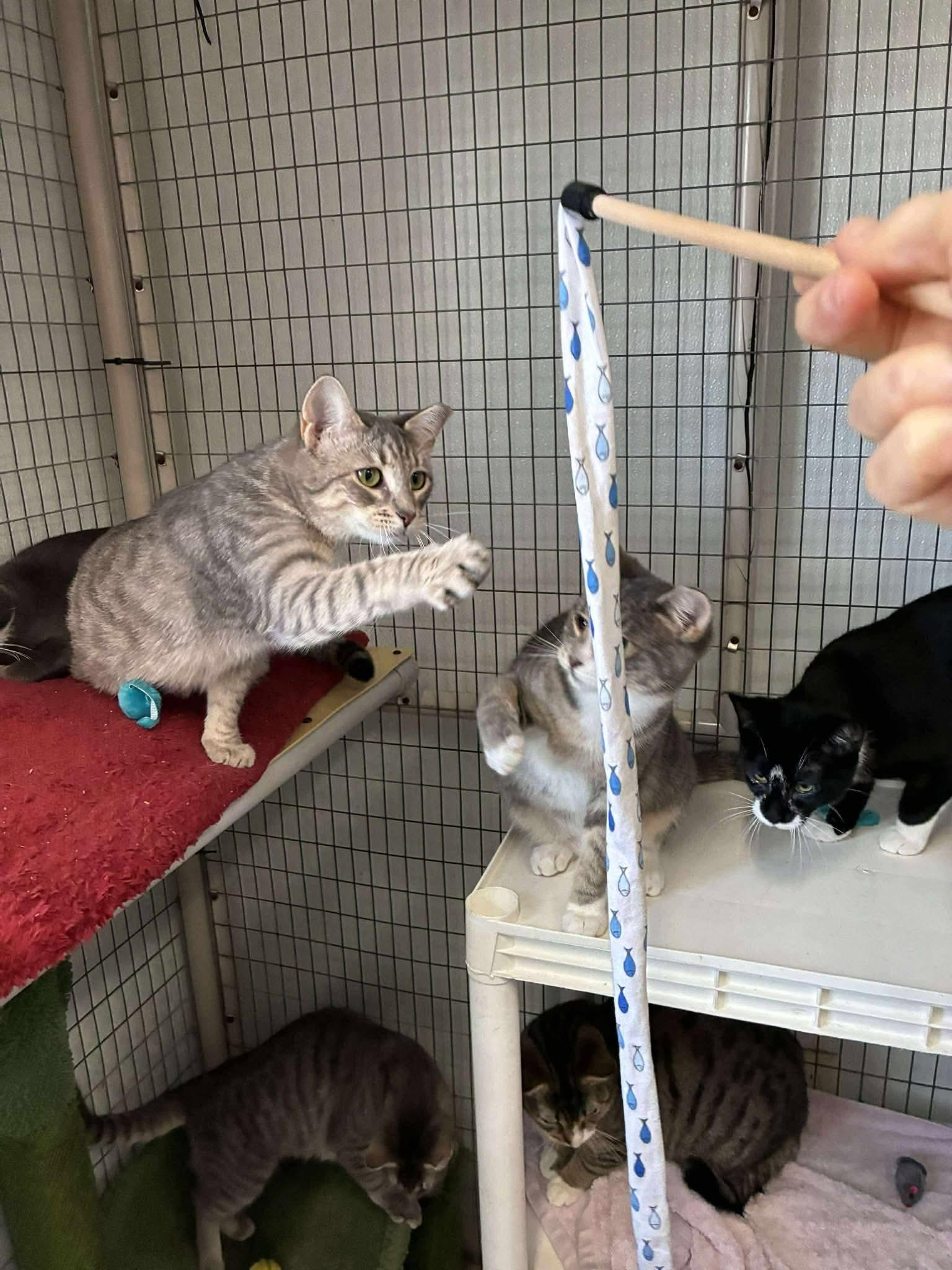 Purrjury, a ADOPTABLE Domestic Short Hair in Lake Hopatcong, NJ image 3/5