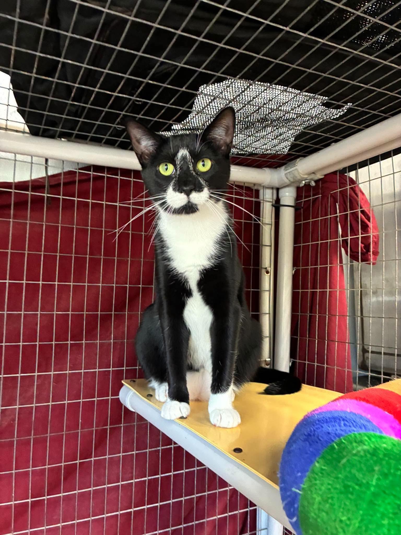 Outlaws - Purrjury (diva bapper) photo