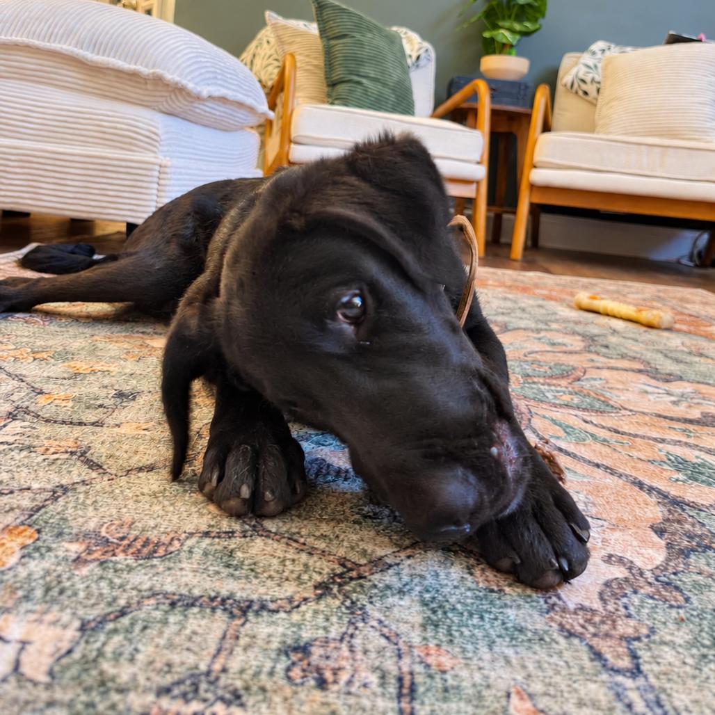 Milo photo