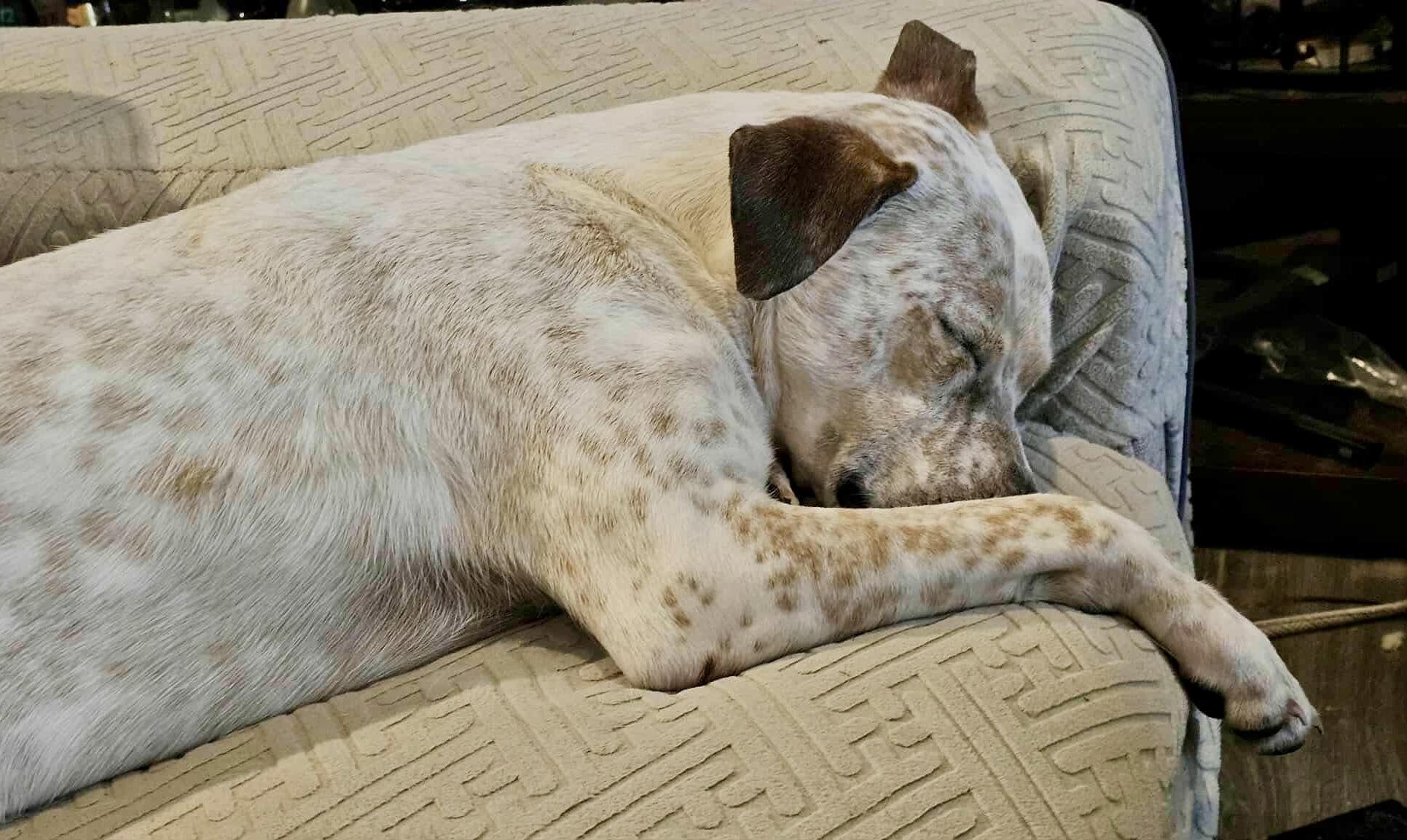 Enlarge Piper, a Adoptable mixed breed in Mooresville, NC image 4/6