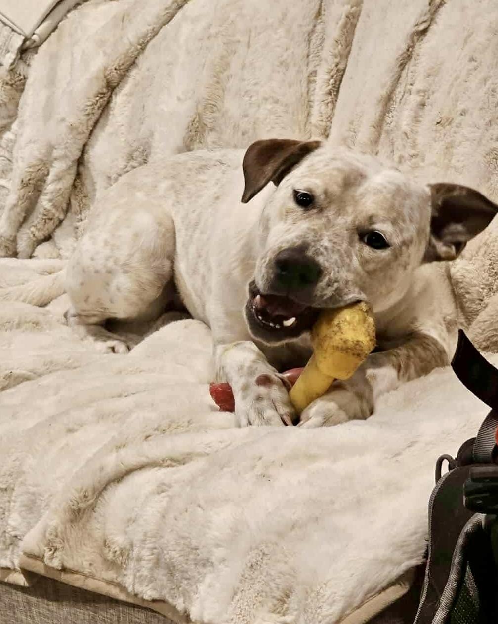 Piper, Adoptable, Young Female Labrador Retriever & Australian Cattle Dog / Blue Heeler.