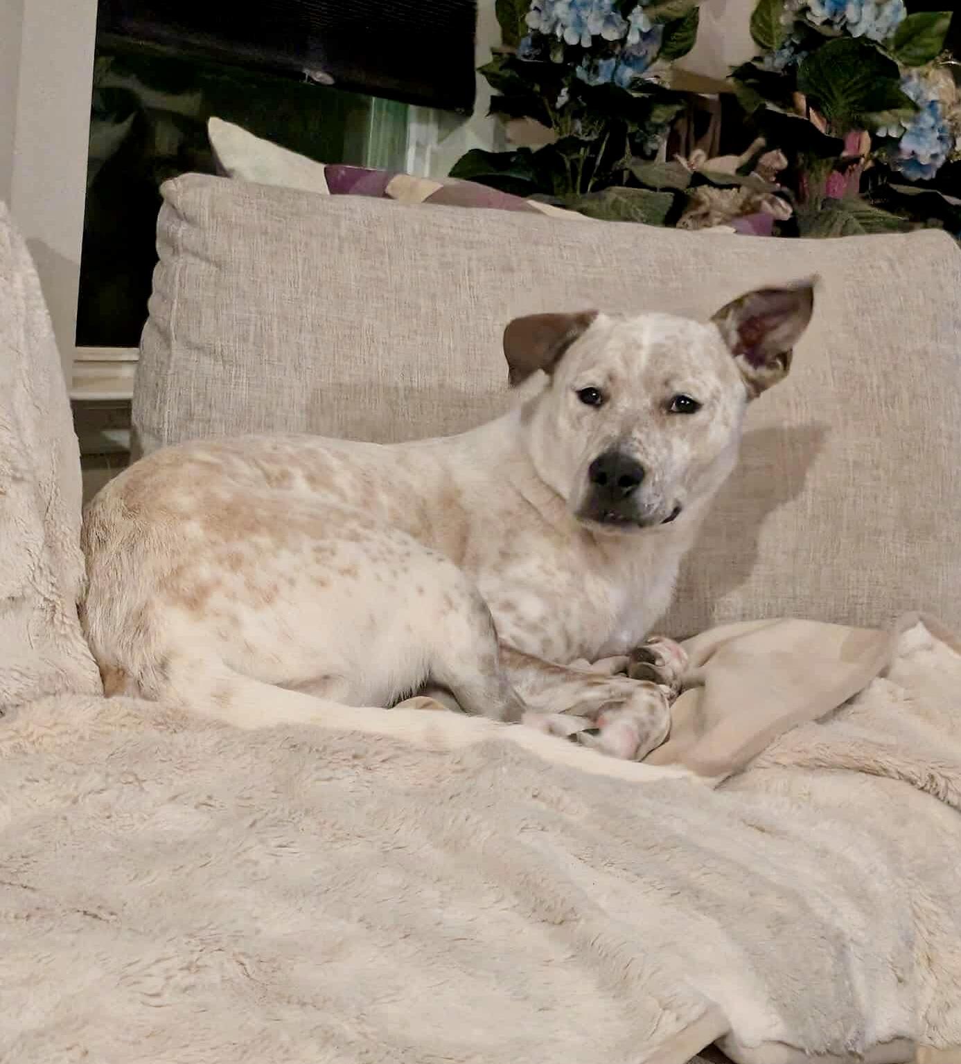 Enlarge Piper, a Adoptable mixed breed in Mooresville, NC image 5/6