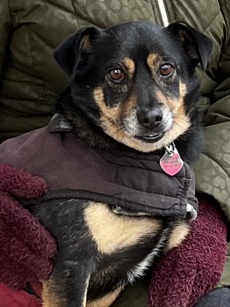 Marco, a Adoptable mixed breed in Jamestown, CA image 3/5