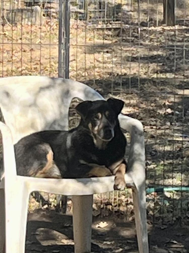 Marco, a Adoptable mixed breed in Jamestown, CA image 4/5