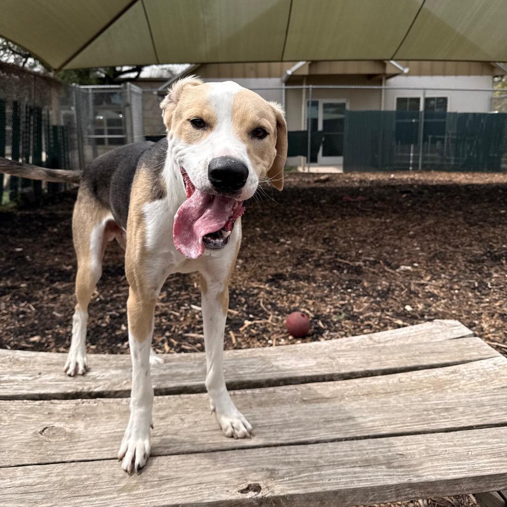 Enlarge WRIGLEY, a Adoptable mixed breed in Kyle, TX image 1/4