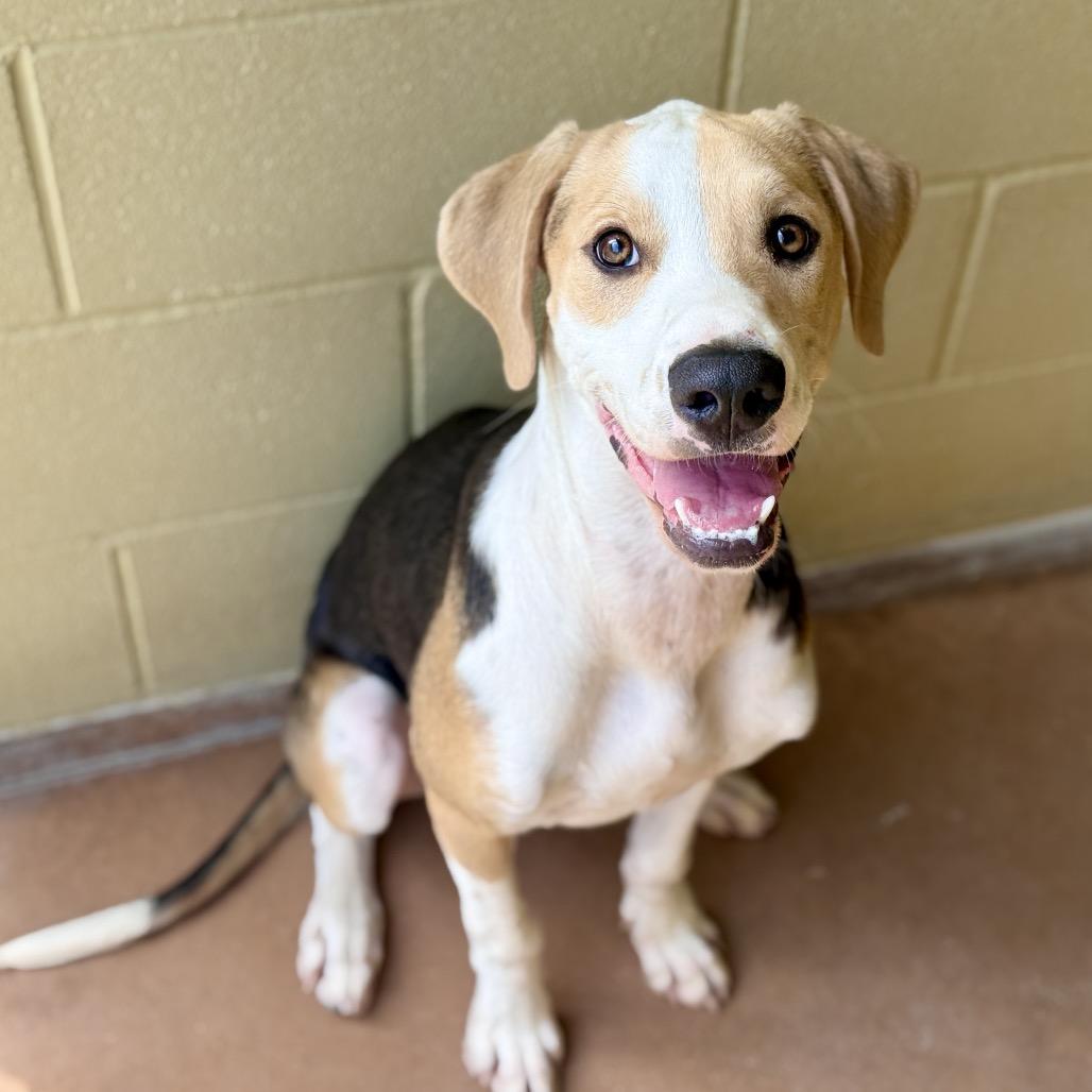 Enlarge WRIGLEY, a Adoptable mixed breed in Kyle, TX image 2/4