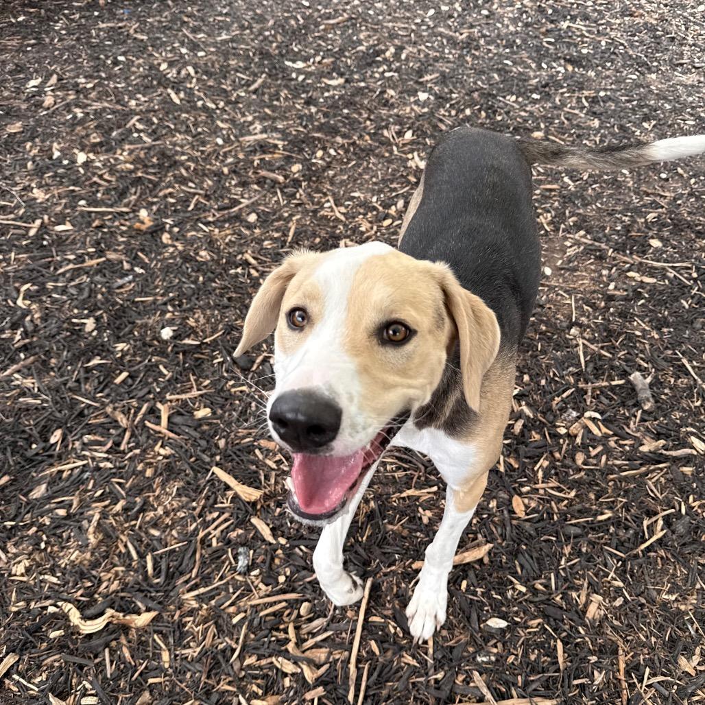 Enlarge WRIGLEY, a Adoptable mixed breed in Kyle, TX image 3/4