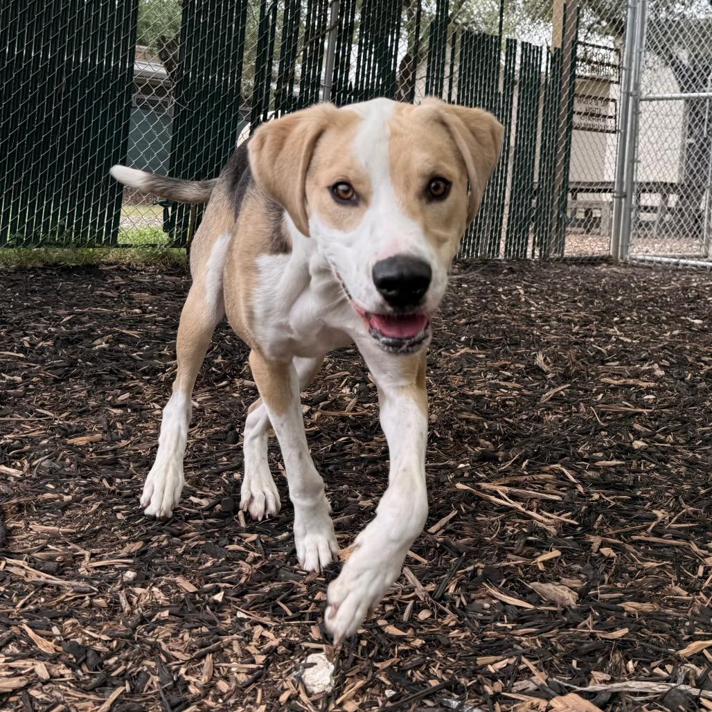 Enlarge WRIGLEY, a Adoptable mixed breed in Kyle, TX image 4/4