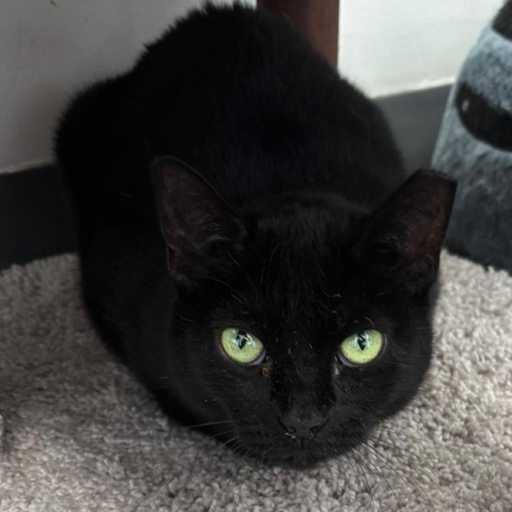Rue, Adoptable, Adult Female Domestic Short Hair.