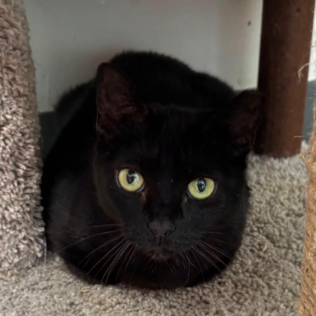 Rue, a Adoptable Domestic Short Hair in Hamburg, NY image 2/4