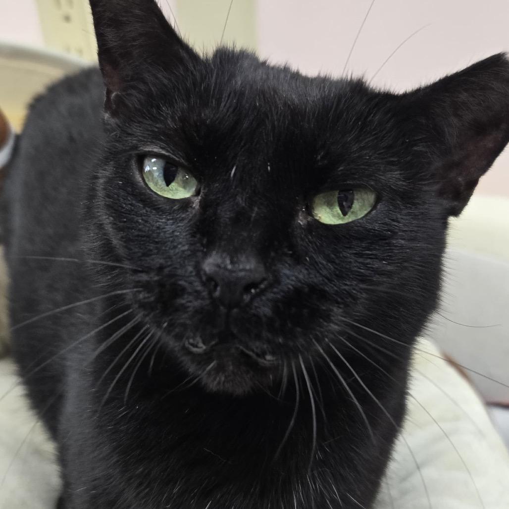 Rue, a Adoptable Domestic Short Hair in Hamburg, NY image 2/4