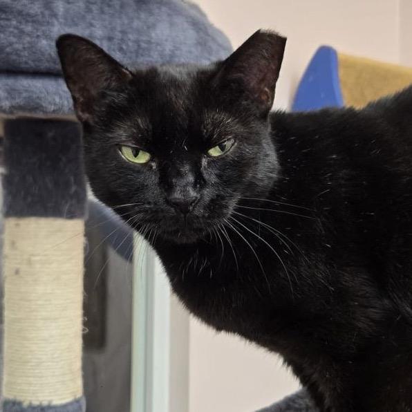 Rue, a Adoptable Domestic Short Hair in Hamburg, NY image 3/4