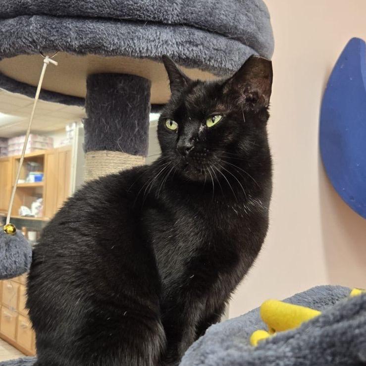 Rue, a Adoptable Domestic Short Hair in Hamburg, NY image 4/4