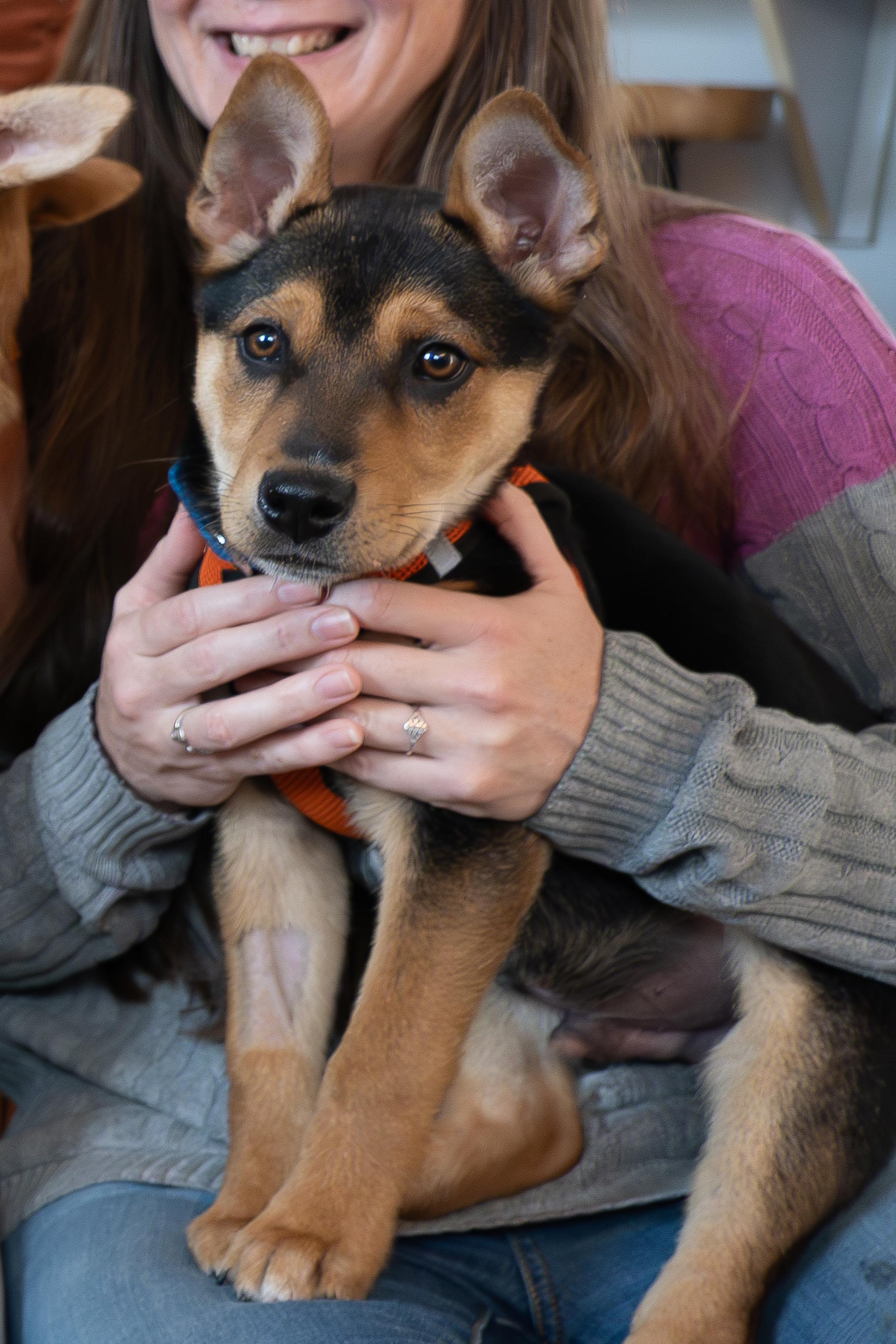 Enlarge Blue, a Adoptable mixed breed in Portland, OR image 4/5