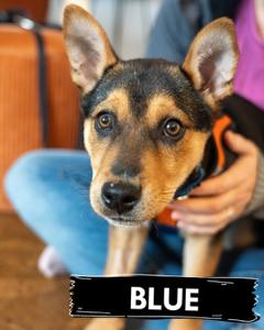 Enlarge Blue, a Adoptable mixed breed in Portland, OR image 1/5