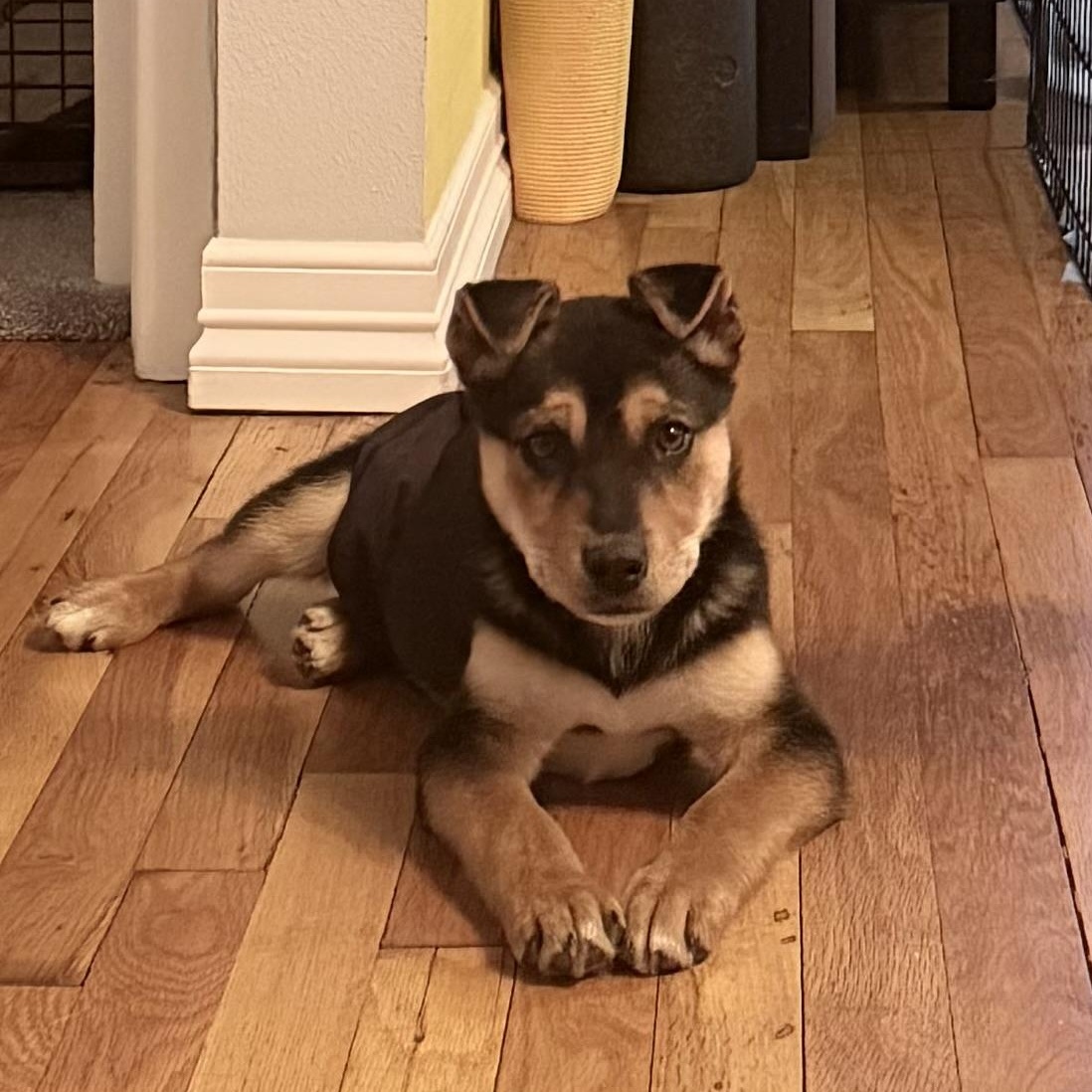 Enlarge Blue, a Adoptable mixed breed in Portland, OR image 3/5