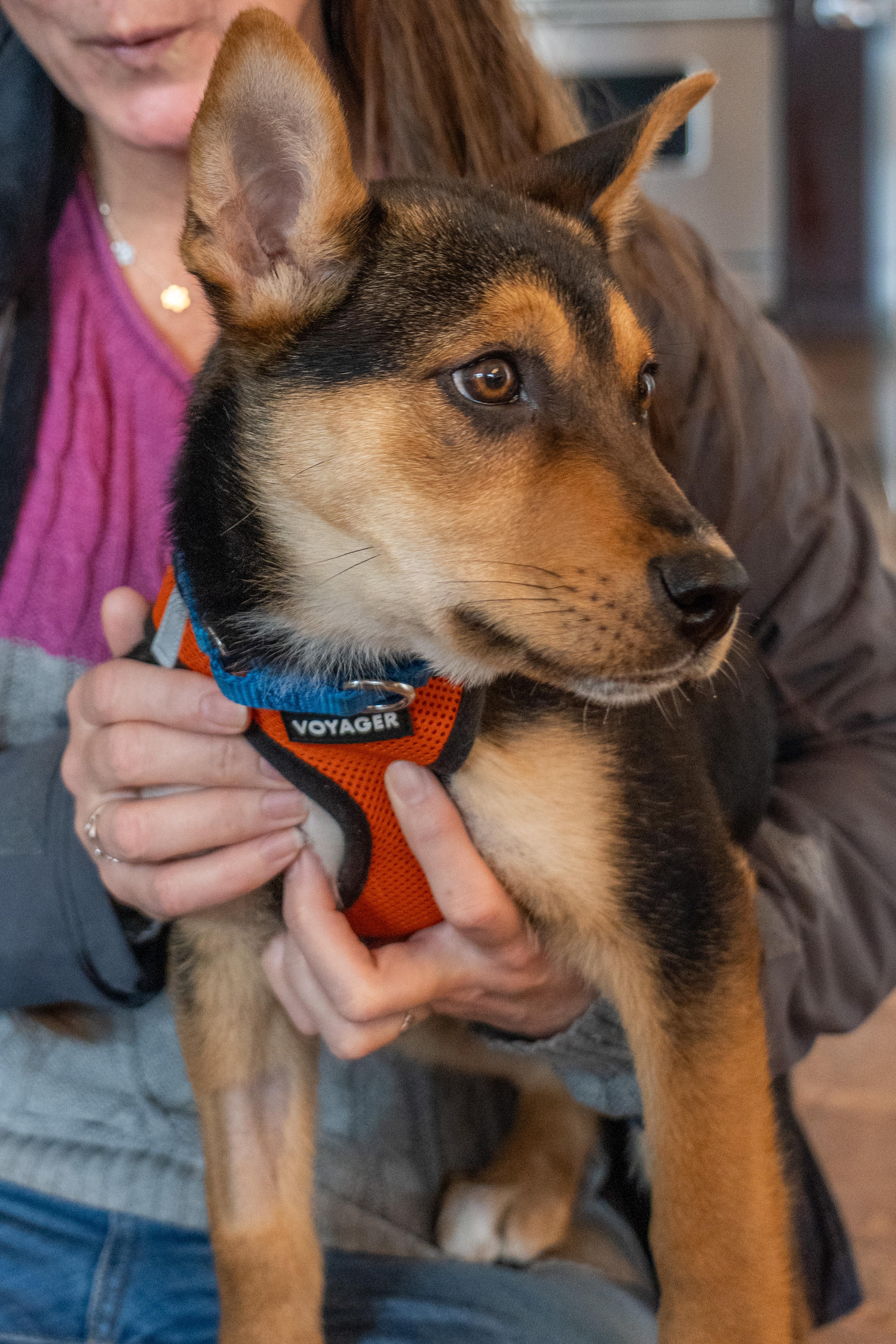 Enlarge Blue, a Adoptable mixed breed in Portland, OR image 2/5