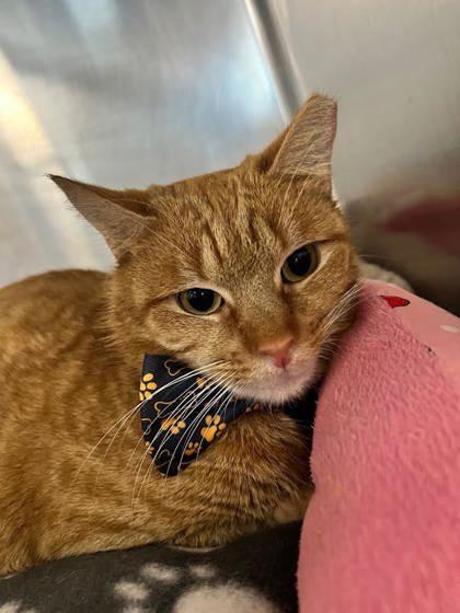 Jack Jack, Adoptable, Adult Male Domestic Short Hair & Domestic Short Hair.