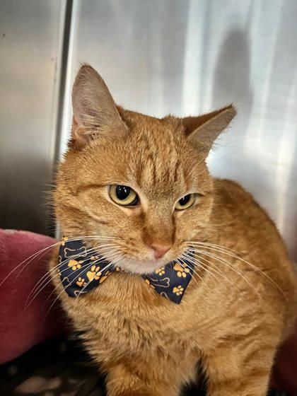 Jack Jack, a Adoptable mixed breed in Sanford, FL image 2/3